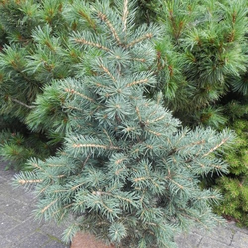 Picea pungens 'Filip's Blue Bonsai' - Torkav kuusk 'Filip's Blue Bonsai' C10/10L